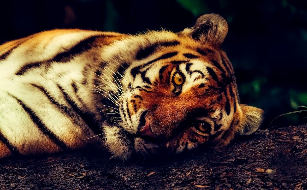 tiger, nature, animal-2530158.jpg