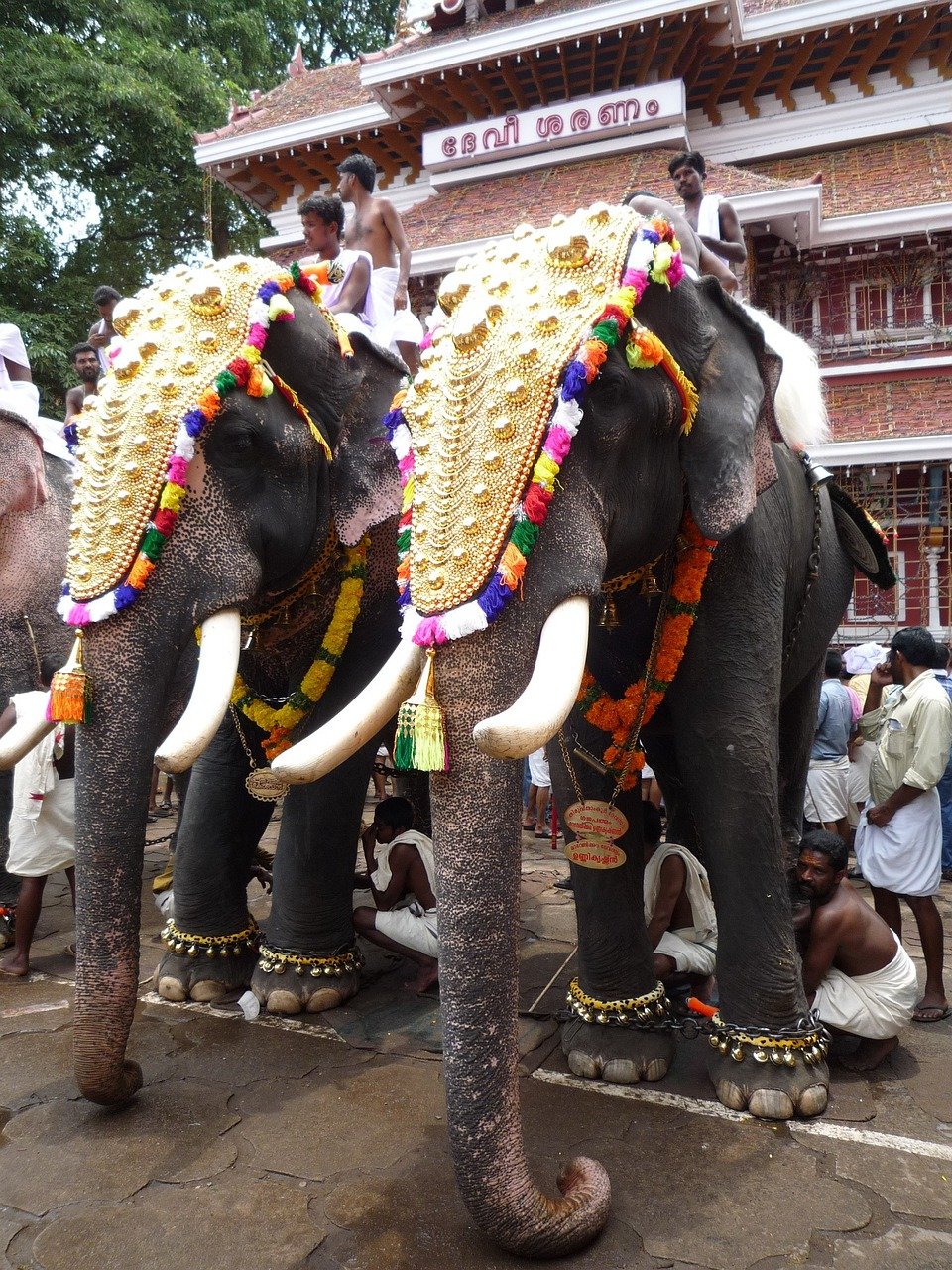 elephants, indian, kerala-743304.jpg